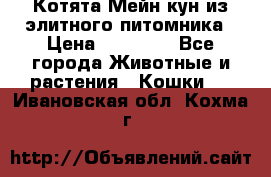 Котята Мейн-кун из элитного питомника › Цена ­ 20 000 - Все города Животные и растения » Кошки   . Ивановская обл.,Кохма г.